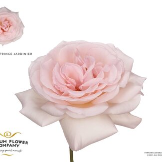 Freshy Roses Meilland “Prince Jardinier” | Couleur: Rose | Longueur ± 50 centimeter | Par 12 roses