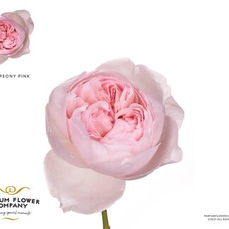 Freshy Perfumed Roses “Peony Pink” | Colour: Pink | Length ± 50 centimeter | Per 12 roses