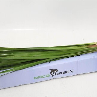 Freshy Typha massette longue | Couleur: Vert | Longueur ± 90 centimeter | Par 5 tiges
