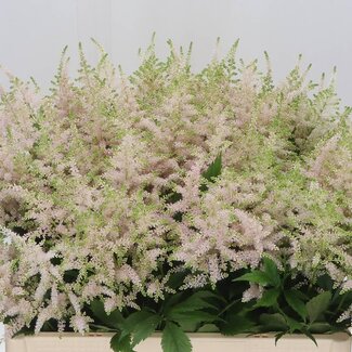 Freshy Astilbe Japonica “Europa” | Colour: Pink | Length ± 60 centimetre | Per 10 stems fresh flowers