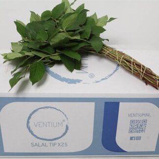 Freshy Salal Gaultheria Snijgroen “Tips Ventium” | Kleur: Groen | Lengte ± 45 centimeter | 25 takken per bos | Per 5 bossen
