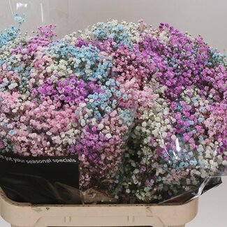 Freshy Gypsophila Baby's breath “Disco Barbie” Colour-treated | Colour: Mixed Colours | Length ± 80 centimetre | Per 25 stems fresh flowers