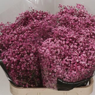 Freshy Gypsophila Gipskruid Kleurbehandeld | Kleur: Bordeauxrood | Lengte ± 80 centimeter | Per 25 stelen verse bloemen