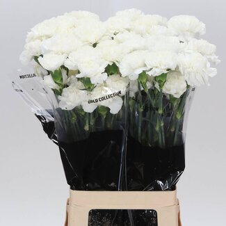 Freshy Œillet long “Delphi” | Couleur: Blanc | Longueur ± 70 centimeter | Par 20 fleurs fraîches