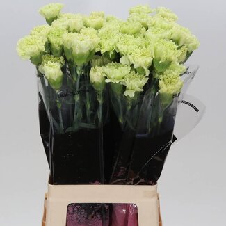 Freshy Lange Anjer “Goblin” | Kleur: Groen | Lengte ± 70 centimeter | Per 20 verse bloemen