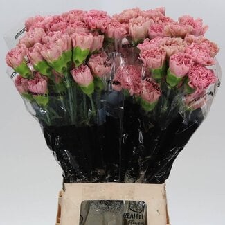 Freshy Lange Anjer “Lege Pink” | Kleur: Roze | Lengte ± 70 centimeter | Per 20 verse bloemen