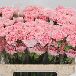 Freshy Œillet court “Doncel” | Couleur: Rose | Longueur ± 55 centimètre | Par 20 fleurs fraîches