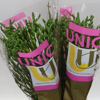 Freshy Dubbelbloemige Freesia “Rosario” | Kleur: Paars | Lengte ± 52 centimeter | Per 50 verse bloemen