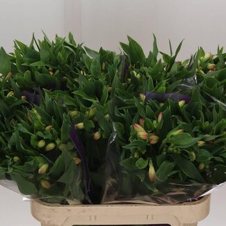 Freshy Alstroemeria “True Dream” | Farbe: Rosa | Länge ± 75 centimeter | Pro 10 Stiele frische Blumen