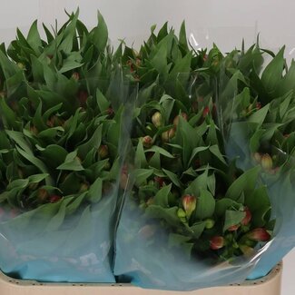 Freshy Alstroemeria “Rome” | Kleur: Roze | Lengte ± 75 centimeter | Per 10 stelen verse bloemen