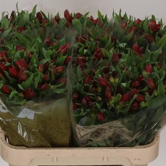 Freshy Alstroemeria “Hot Pepper” Import | Kleur: Rood | Lengte ± 75 centimeter | Per 10 stelen verse bloemen