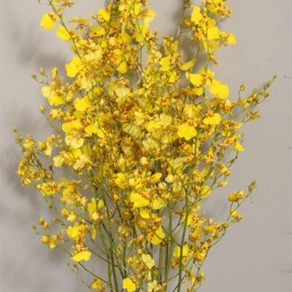 Freshy Oncidium Orchidée “Golden Shower” | Couleur: Jaune | Longueur ± 55 centimeter | Par 10 tiges de fleurs fraîches