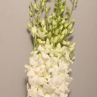 Freshy Dendrobium Orchidee “Bwl” | Kleur: Wit | Lengte ± 45 centimeter | Per 10 stelen verse bloemen