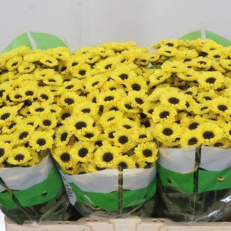 Freshy Chrysanthemum Chrysant Santini “Patrese Sunny” | Kleur: Geel | Lengte ± 55 centimeter | Per 25 stelen verse bloemen