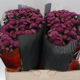 Freshy Chrysanthemum Chrysant Santini XL “Ellison Pink” | Kleur: Paars | Lengte ± 55 centimeter | Per 25 stelen verse bloemen