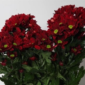 Freshy Rispenchrysantheme Chrysanthemum “Mexicano” | Farbe: Rot | Länge ± 70 centimeter | Pro 10 Stiele frische Blumen
