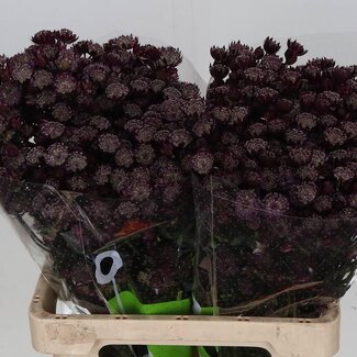 Freshy Astrantia “Star Of Love” | Kleur: Rood | Lengte ± 60 centimeter | Per 25 stelen verse bloemen