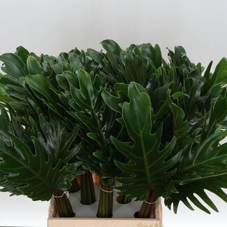 Freshy Philodendron Xanadu | Colour: Green | Length ± 50 centimetre | Per 20 fresh stems