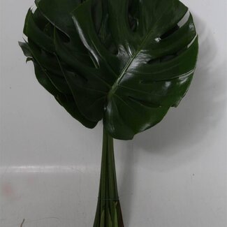 Freshy Monstera Lochpflanze “Impatiens” | Farbe: Grün | Durchmesser 27 centimeter | Länge ± 55 centimeter | Pro 10 frische Stiele
