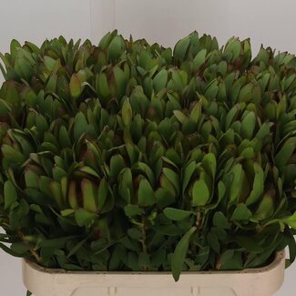 Freshy Leucadendron “Safari Goldstrike” | Colour: Green | Length ± 80 centimetre | Per 20 fresh flowers