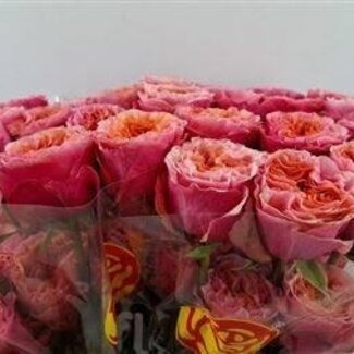 Freshy Rose à grandes fleurs “Southpark” | Couleur: Orange Rose | Longueur ± 40 centimeter | Origine Ecuador | Par 25 fleurs fraîches
