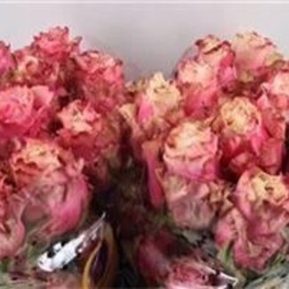 Freshy Grootbloemige Roos “Wild Esperance” | Kleur: Roze | Lengte ± 40 centimeter | Herkomst Ecuador | Per 25 verse bloemen