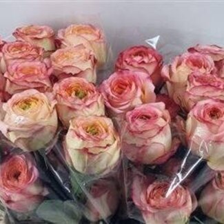 Freshy Großblütige Rose “Houdini Summerhouse” | Farbe: Rosa | Länge ± 40 centimeter | Herkunft Ecuador | Pro 25 frische Blumen