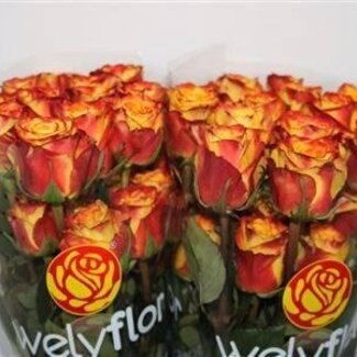 Freshy Grootbloemige Roos “High & Magic” | Kleur: Geel Oranje | Lengte ± 50 centimeter | Herkomst Ecuador | Per 25 verse bloemen