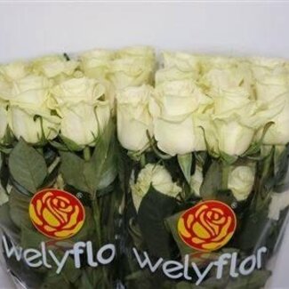 Freshy Grootbloemige Roos “Mondial” | Kleur: Wit | Lengte ± 70 centimeter | Herkomst Ecuador | Per 25 verse bloemen
