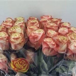 Freshy Large-flowered Rose “Karma” | Colour: Pink | Length ± 40 centimeter | Origin Ecuador | Per 25 fresh flowers
