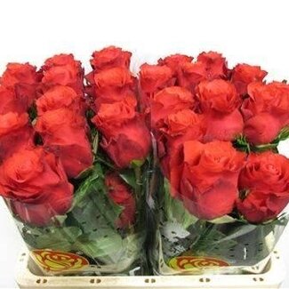 Freshy Grootbloemige Roos “Altamira” | Kleur: Oranje | Lengte ± 60 centimeter | Herkomst Ecuador | Per 25 verse bloemen