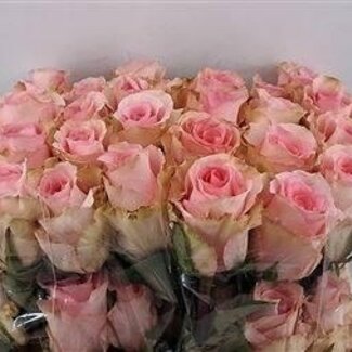 Freshy Grootbloemige Roos “Flirty” | Kleur: Roze | Lengte ± 40 centimeter | Herkomst Ecuador | Per 25 verse bloemen