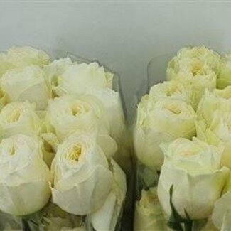 Freshy Grootbloemige Roos “Coldplay” | Kleur: Wit | Lengte ± 60 centimeter | Herkomst Ecuador | Per 20 verse bloemen