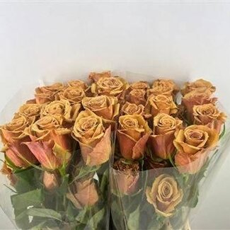 Freshy Grootbloemige Roos “Toffee” | Kleur: Oranje Roze | Lengte ± 60 centimeter | Herkomst Ecuador | Per 25 verse bloemen