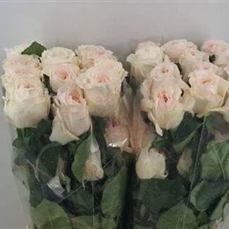 Freshy Grootbloemige Roos “Vicky Garden” | Kleur: Roze | Lengte ± 50 centimeter | Herkomst Ecuador | Per 25 verse bloemen