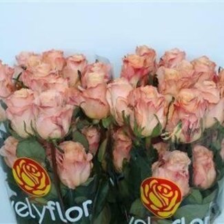 Freshy Grootbloemige Roos “Shimmer” | Kleur: Roze | Lengte ± 60 centimeter | Herkomst Ecuador | Per 25 verse bloemen