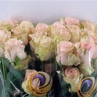 Freshy Rose à grandes fleurs “Salma” | Couleur: Rose | Longueur ± 50 centimeter | Origine Équateur | Par 25 fleurs fraîches