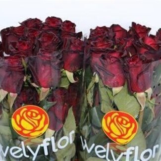 Freshy Großblütige Rose “Black Baccara” | Farbe: Rot | Länge ± 40 centimeter | Herkunft Ecuador | Per 25 frische Blumen