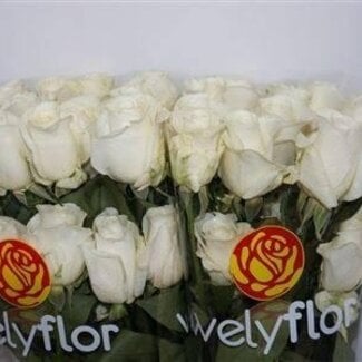Freshy Grootbloemige Roos “Tibet” | Kleur: Wit | Lengte ± 60 centimeter | Herkomst Ecuador | Per 25 verse bloemen