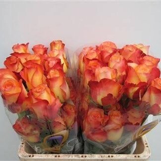Freshy Grootbloemige Roos “Encanto” | Kleur: Rood | Lengte ± 50 centimeter | Herkomst Ecuador | Per 25 verse bloemen