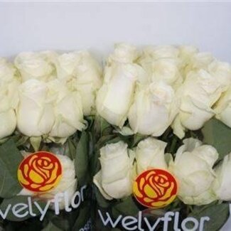 Freshy Grootbloemige Roos “Proud” | Kleur: Wit | Lengte ± 50 centimeter | Herkomst Ecuador | Per 25 verse bloemen