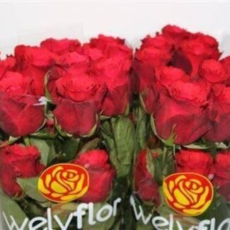 Freshy Grootbloemige Roos “Altamira” | Kleur: Rood | Lengte ± 50 centimeter | Herkomst Ecuador | Per 25 verse bloemen