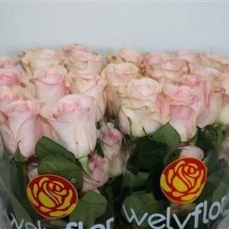 Freshy Großblütige Rose “Novia” | Farbe: Weiß Rosa | Länge ± 40 centimeter | Herkunft Ecuador | Pro 25 frische Blumen
