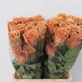 Freshy Grootbloemige Roos “Toffee” | Kleur: Oranje Roze | Lengte ± 70 centimeter | Herkomst Ecuador | Per 25 verse bloemen