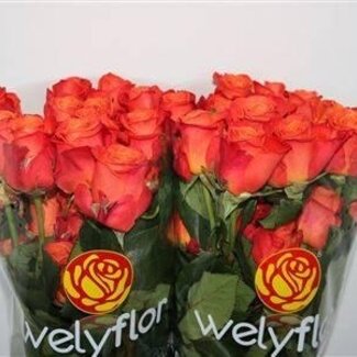 Freshy Grootbloemige Roos “Orange Crush” | Kleur: Oranje | Lengte ± 50 centimeter | Herkomst Ecuador | Per 25 verse bloemen