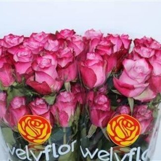 Freshy Grootbloemige Roos “Deep Purple” | Kleur: Roze | Lengte ± 60 centimeter | Herkomst Ecuador | Per 25 verse bloemen