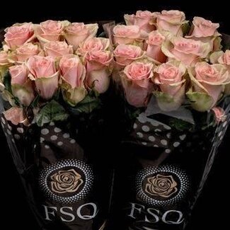 Freshy Grootbloemige Roos “Absolut in Pink” | Kleur: Roze | Lengte ± 60 centimeter | Herkomst Ecuador | Per 20 verse bloemen