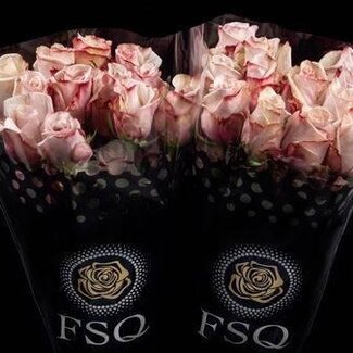 Freshy Grootbloemige Roos “Aly” | Kleur: Roze | Lengte ± 50 centimeter | Herkomst Ecuador | Per 20 verse bloemen