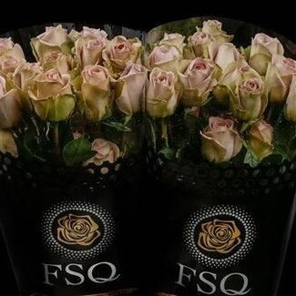 Freshy Großblütige Rose “Amnesia” | Farbe: Violett | Länge ± 50 centimeter | Herkunft Ecuador | Pro 20 frische Blumen