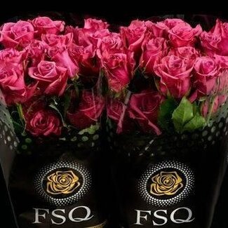 Freshy Großblütige Rose “Blue Berry” | Farbe: Rosa | Länge ± 50 centimeter | Herkunft Ecuador | Per 20 frische Blumen